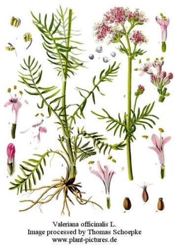 Phu - Valeriana officinalis - валериана лекарственная